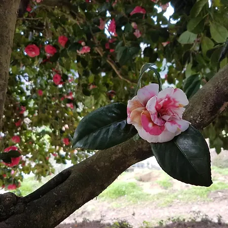 - Do Douro Casa de Férias *